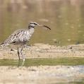 Whimbrel (Numenius phaeopus)