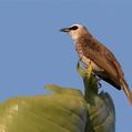 Yellow-vented Bulbul (Pycnonotus goiavier)