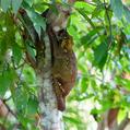 Sunda Flying Lemur (Galeopterus variegatus)