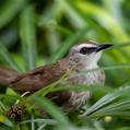 Yellow-vented Bulbul (Pycnonotus goiavier)