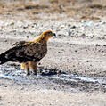 Tawny Eagle (Aquila rapax)