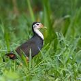 White-breasted Waterhen (Amaurornis phoenicurus)