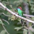 Blue-throated Bee-eater (Merops viridis)