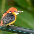 Oriental Dwarf Kingfisher (Ceyx erithaca)