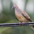 Zebra Dove (Geopelia striata)