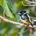 Black-and-yellow Broadbill (Eurylaimus ochromalus)