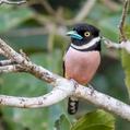 Black-and-yellow Broadbill (Eurylaimus ochromalus)