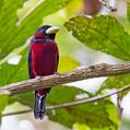 Black-and-red Broadbill (Cymbirhynchus macrorhynchos)