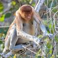 Proboscis Monkey (Nasalis larvatus)