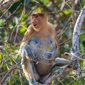 Proboscis Monkey (Nasalis larvatus)