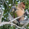 Proboscis Monkey (Nasalis larvatus)