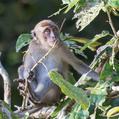 Crab-Eating Macaque (Macaca fascicularis)