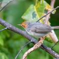 Ashy Tailorbird (Orthotomus ruficeps)