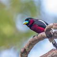 Black-and-red Broadbill (Cymbirhynchus macrorhynchos)
