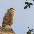 Crested Serpent Eagle (Spilornis cheela)