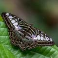 Clipper (Parthenos sylvia)