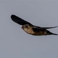 Glossy Swiftlet (Collocalia esculenta)