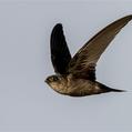 Glossy Swiftlet (Collocalia esculenta)