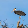 Storm's Stork (Ciconia stormi)
