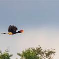 Rhinoceros Hornbill (Buceros rhinoceros)