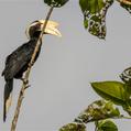 Black Hornbill (Anthracoceros malayanus)