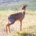 Kirk's Dik-Dik (Madoqua kirkii)