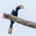 Black Hornbill (Anthracoceros malayanus)