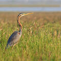 Purple Heron (Ardea purpurea)