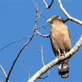 Crested Serpent Eagle (Spilornis cheela)