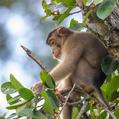Southern Pig-Tailed Macaque (Macaca nemestrina)