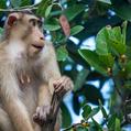 Southern Pig-Tailed Macaque (Macaca nemestrina)
