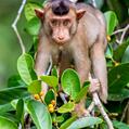 Southern Pig-Tailed Macaque