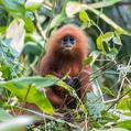 Maroon Leaf Monkey (Presbytis rubicunda)