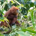 Maroon Leaf Monkey (Presbytis rubicunda)