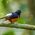 White-crowned Shama (Copsychus stricklandii)