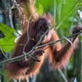 Bornean Orangutan (Pongo pygmaeus)