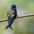 Whiskered Treeswift (Hemiprocne comata)