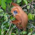 Maroon Leaf Monkey (Presbytis rubicunda)