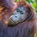 Bornean Orangutan (Pongo pygmaeus)