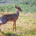 Kirk's Dik-Dik (Madoqua kirkii)