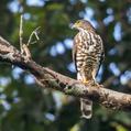 Crested Goshawk (Accipiter trivirgatus)