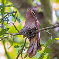 Large Frogmouth (Batrachostomus auritus)