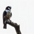 White-fronted Falconet (Microhierax latifrons)