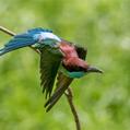 Blue-throated Bee-eater (Merops viridis)