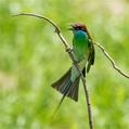 Blue-throated Bee-eater (Merops viridis)