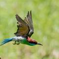 Blue-throated Bee-eater (Merops viridis)