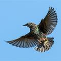 Common Starling (Sturnus vulgaris)