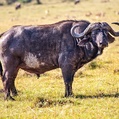 African Buffalo (Syncerus caffer)
