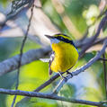 Yellow-breasted Boatbill (Machaerirhynchus flaviventer)