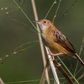 Golden-headed Cisticola (Cisticola exilis)